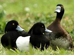 Tufted Duck