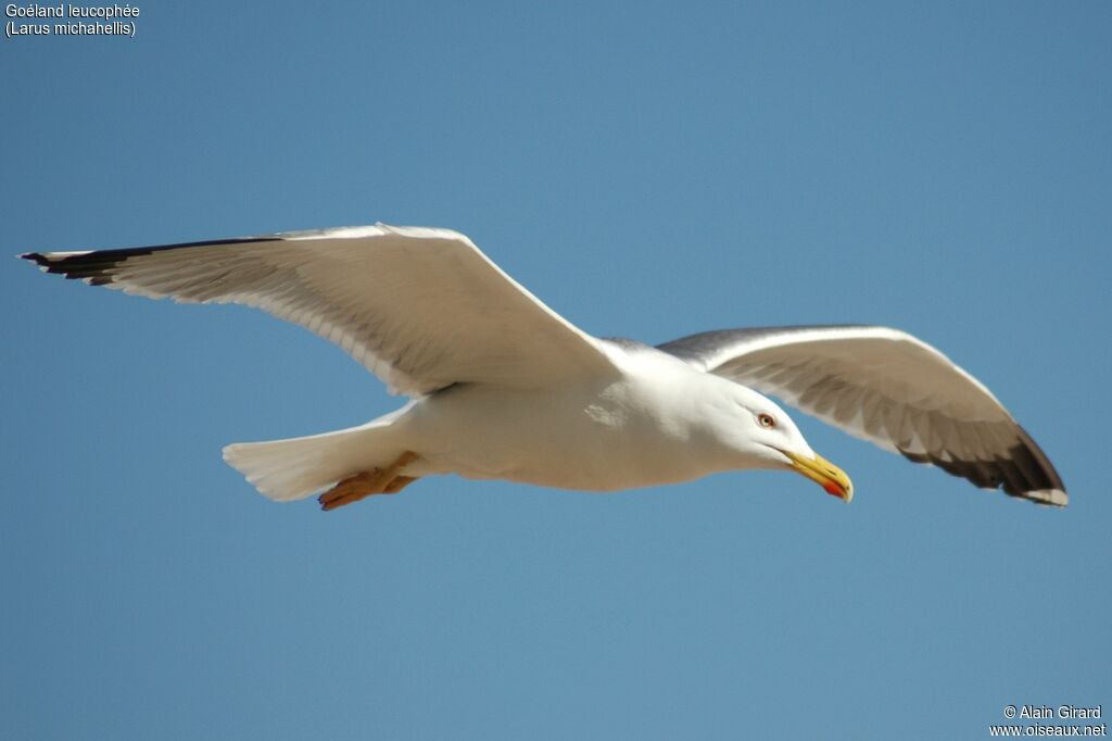 Yellow-legged Gulladult