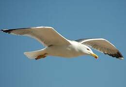 Yellow-legged Gull