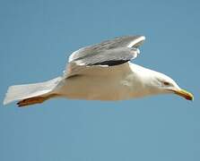 Yellow-legged Gull