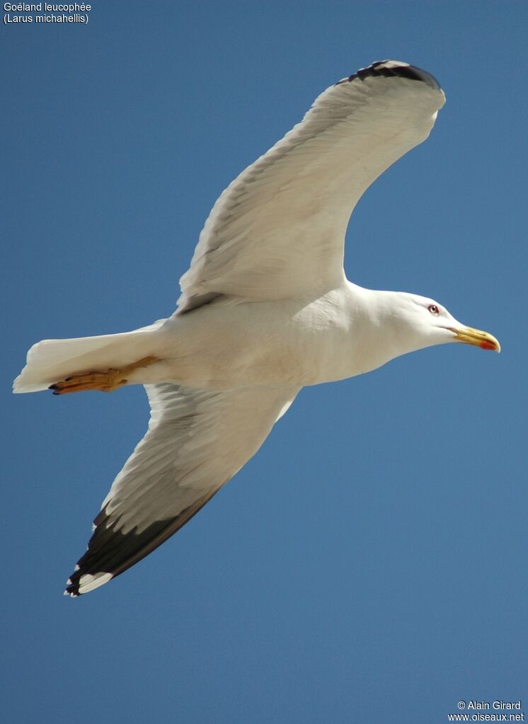 Yellow-legged Gulladult