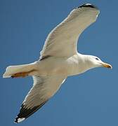 Yellow-legged Gull