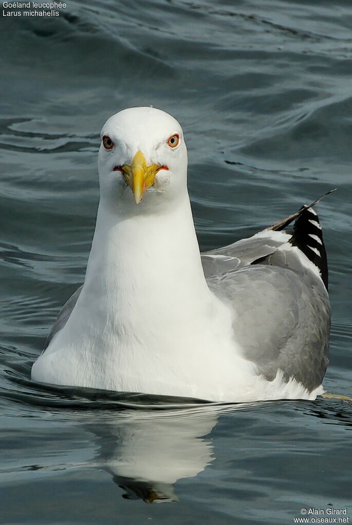 Yellow-legged Gulladult