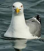 Yellow-legged Gull