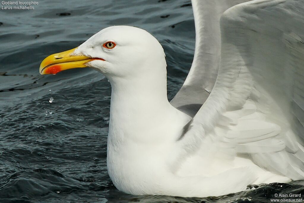 Yellow-legged Gulladult