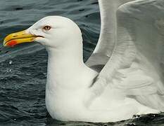 Yellow-legged Gull