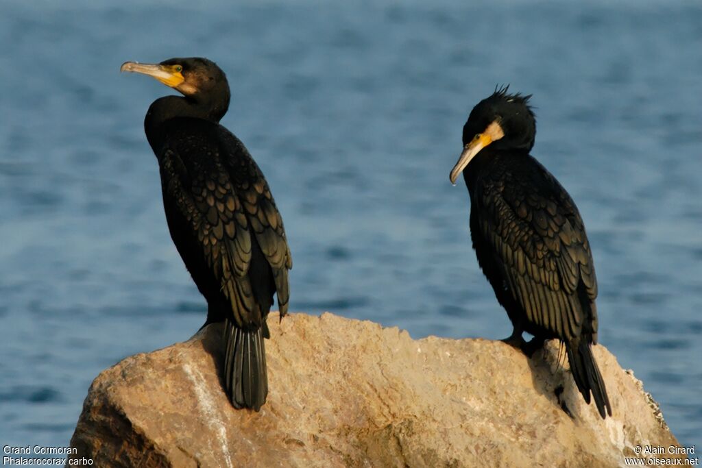 Great Cormorant