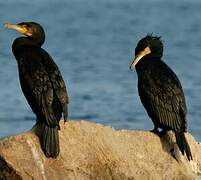 Great Cormorant