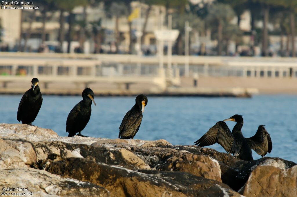 Great Cormorant