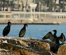 Great Cormorant