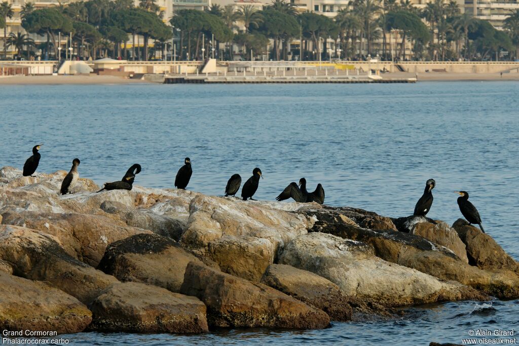 Great Cormorant