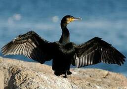 Great Cormorant