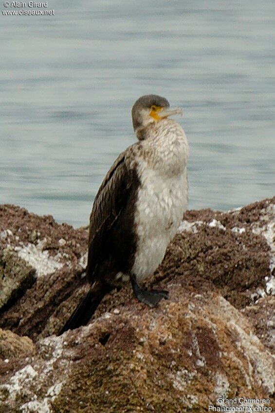 Grand Cormoranjuvénile