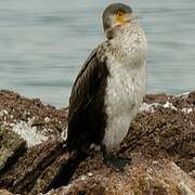 Great Cormorant