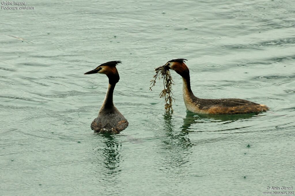 Great Crested Grebe 