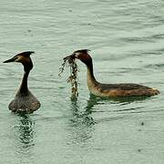 Great Crested Grebe