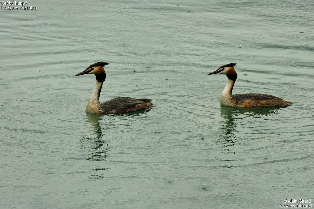 Great Crested Grebe 