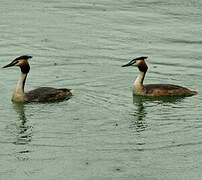 Great Crested Grebe