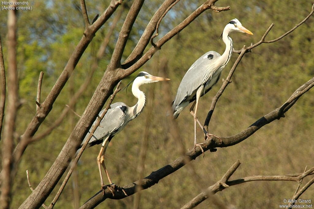 Grey Heron 