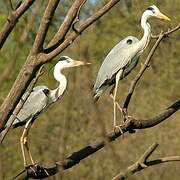 Grey Heron