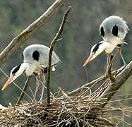 Grey Heron