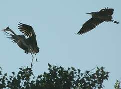 Grey Heron