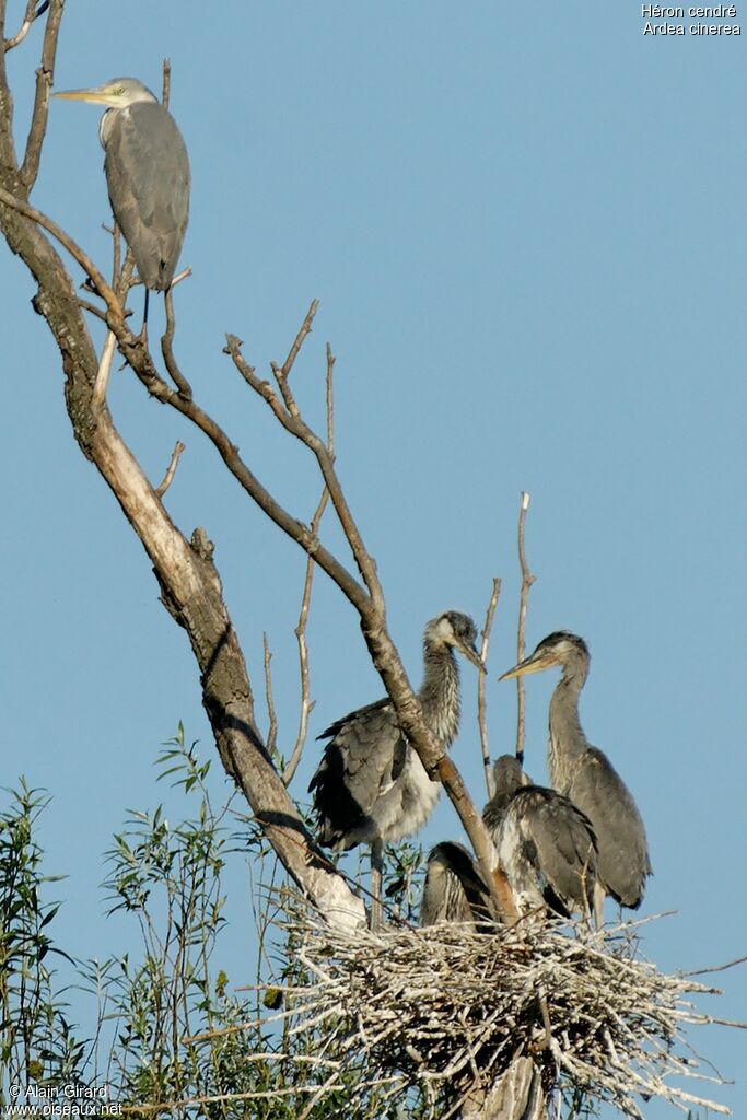 Grey Heron