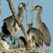 Grey Heron