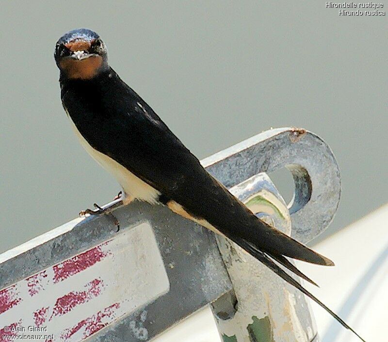 Barn Swallow