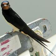 Barn Swallow