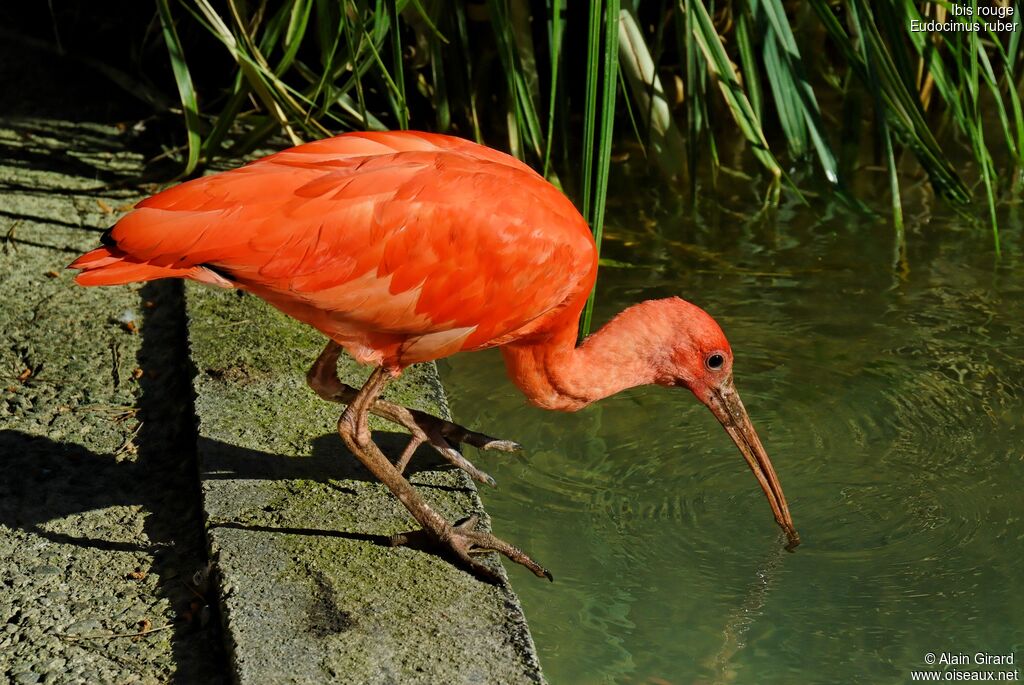 Ibis rouge