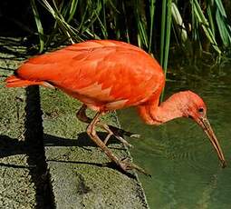 Ibis rouge