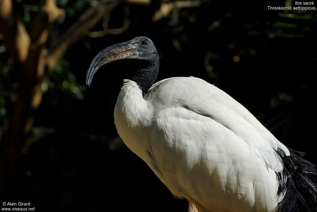 African Sacred Ibis