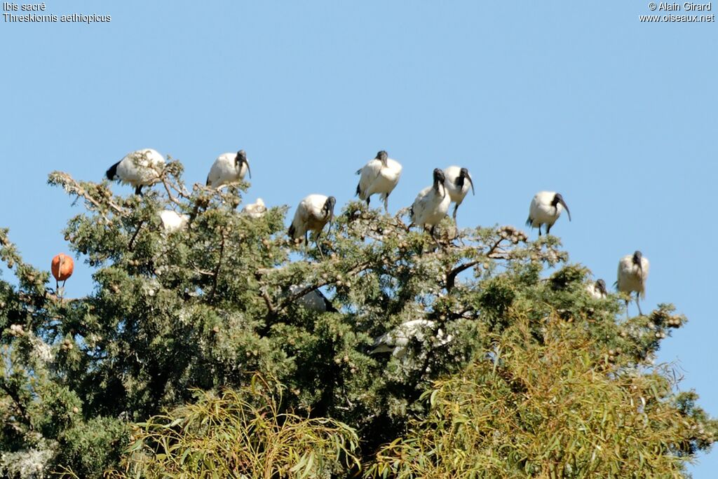 African Sacred Ibis