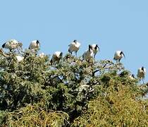 African Sacred Ibis