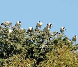 Ibis sacré