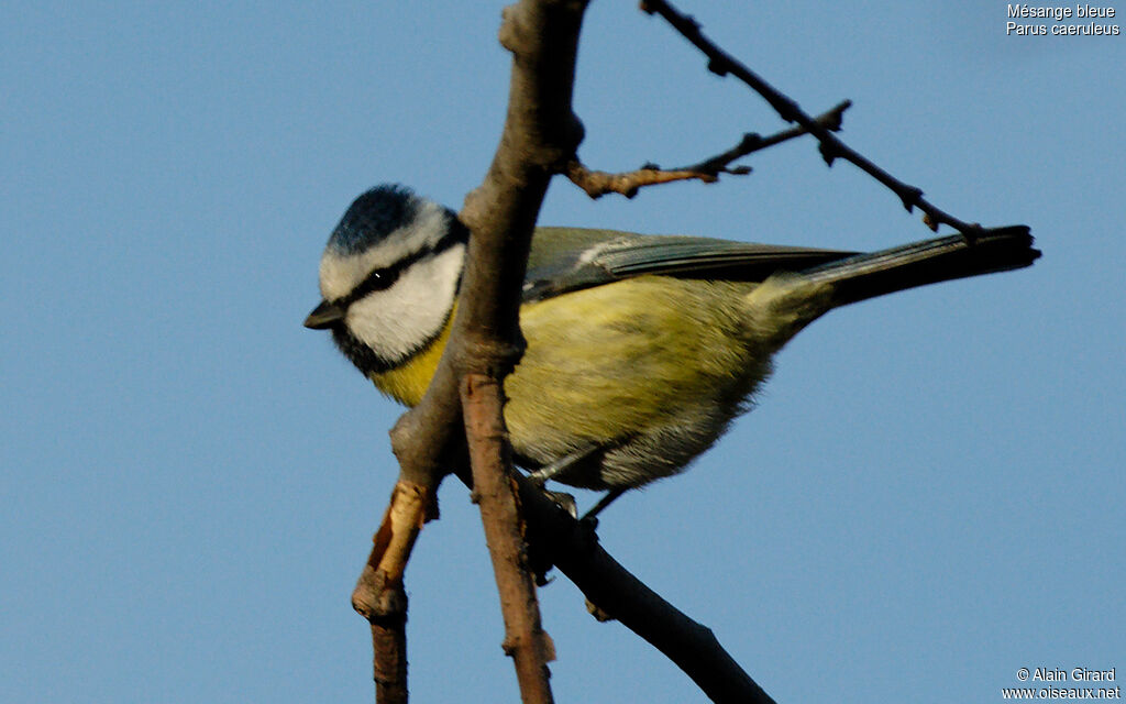 Mésange bleue
