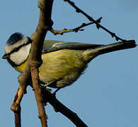 Eurasian Blue Tit