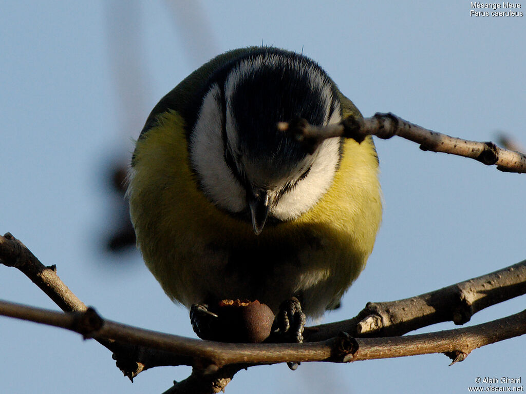 Mésange bleue