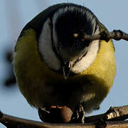 Mésange bleue