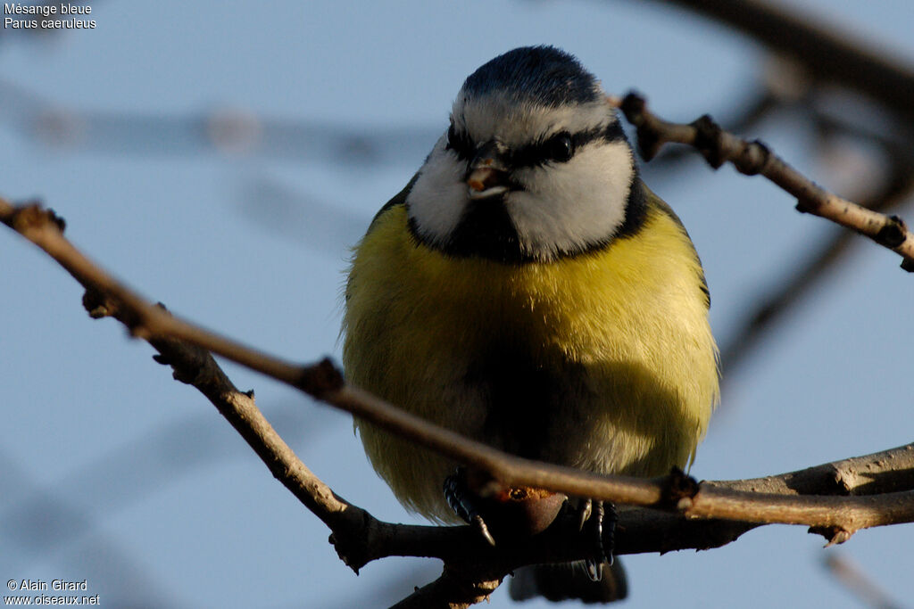 Mésange bleue