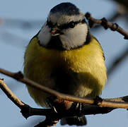 Mésange bleue