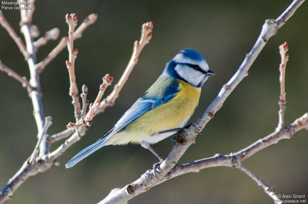 Mésange bleue