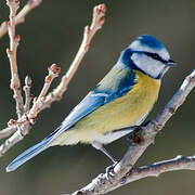 Mésange bleue