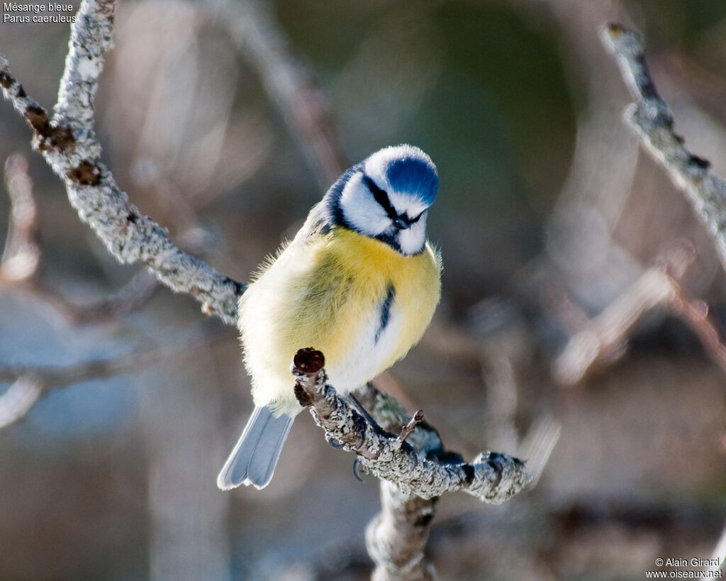 Mésange bleue