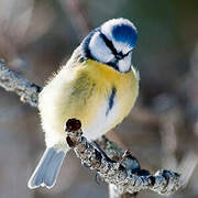 Mésange bleue