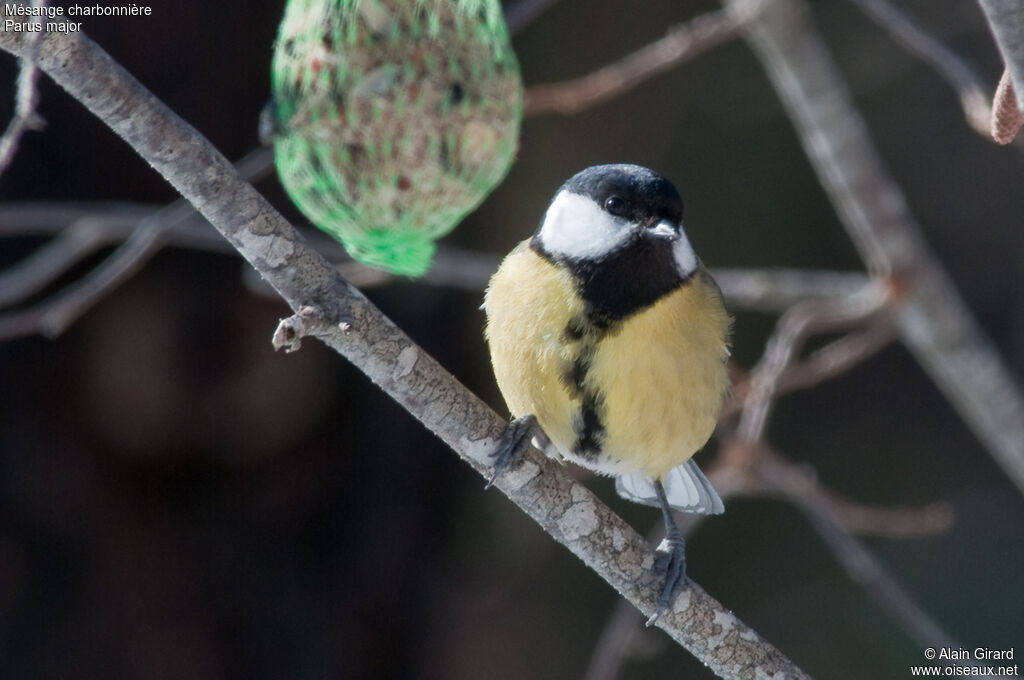 Mésange charbonnière