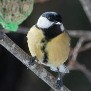 Mésange charbonnière