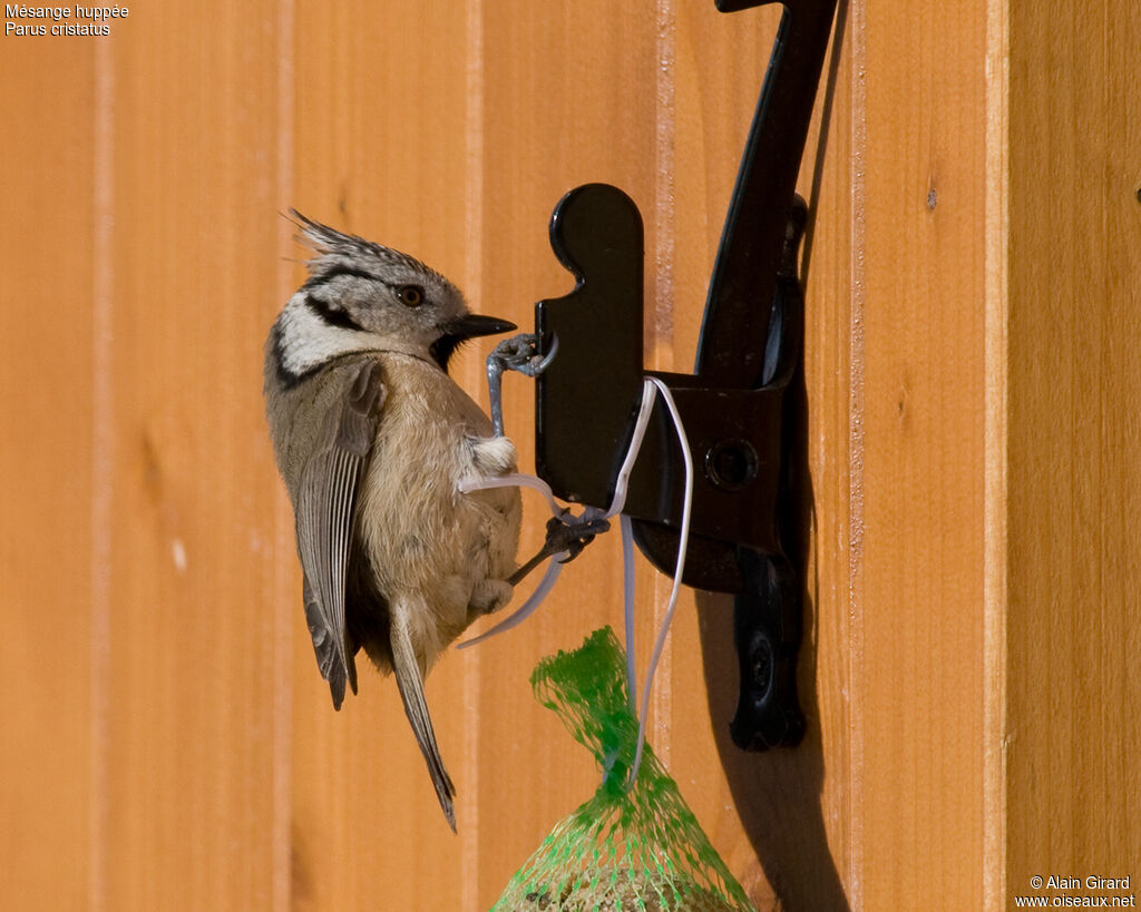 Mésange huppée