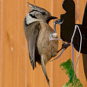 European Crested Tit